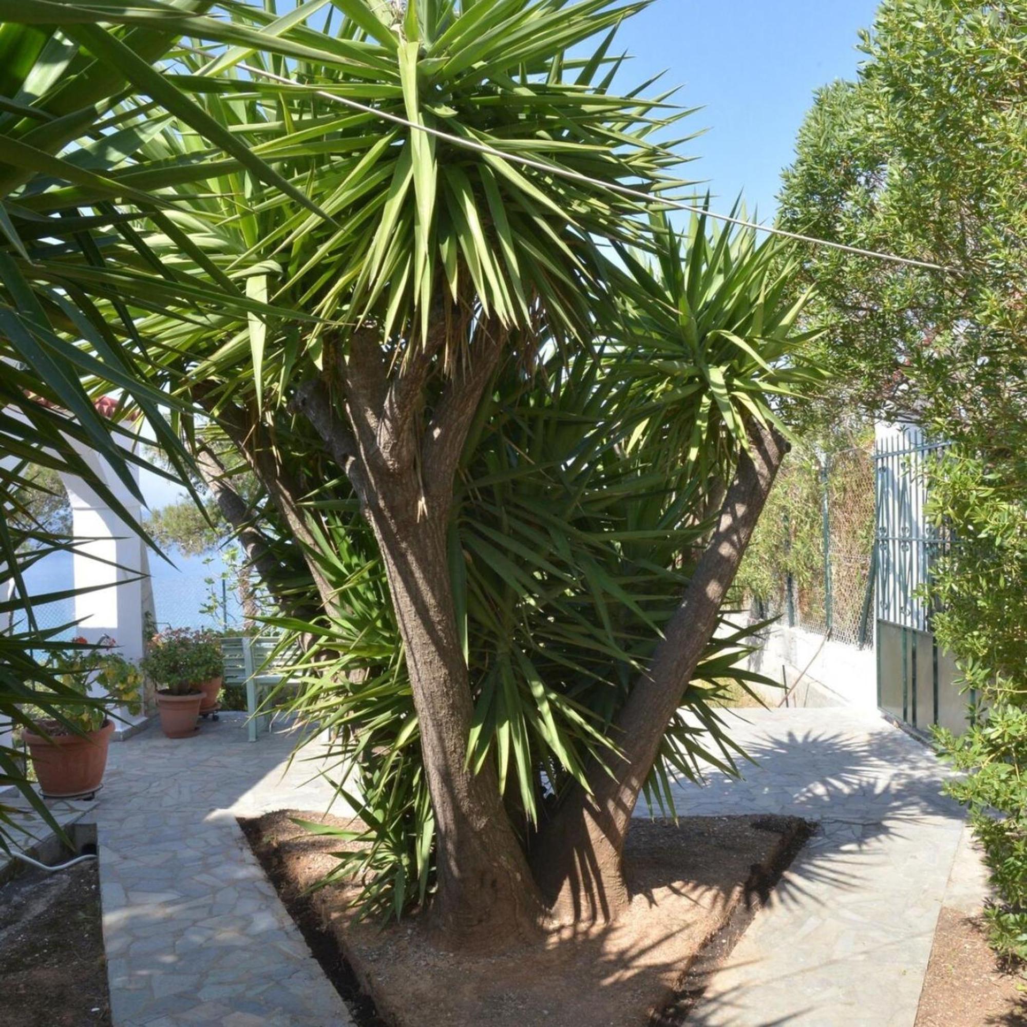 Salamis Beachfront House Kültér fotó